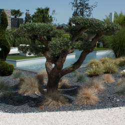 Gravillon Noir Marbre 8/12 - Gravier Décoratif Élégant Jardin | Livraison Express