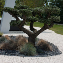 Gravillon Noir Marbre 8/12 - Gravier Décoratif Élégant Jardin | Livraison Express
