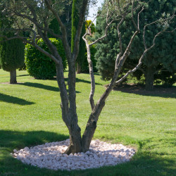 Galet Rose de Vérone 60/40 - Galet Décoratif Italien Jardin | Livraison Rapide