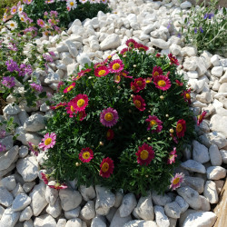 Galet Blanc de Provence 30/50 - Galet Décoratif Français Jardin | Livraison Rapide