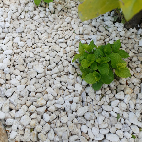 Galet Blanc de Provence 10/20 - Galet Décoratif Français Fin Jardin | Livraison Rapide