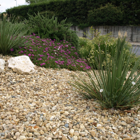 Gravillon Roulé Jaune 8/16 - Gravier Décoratif Doré Jardin | Livraison Rapide