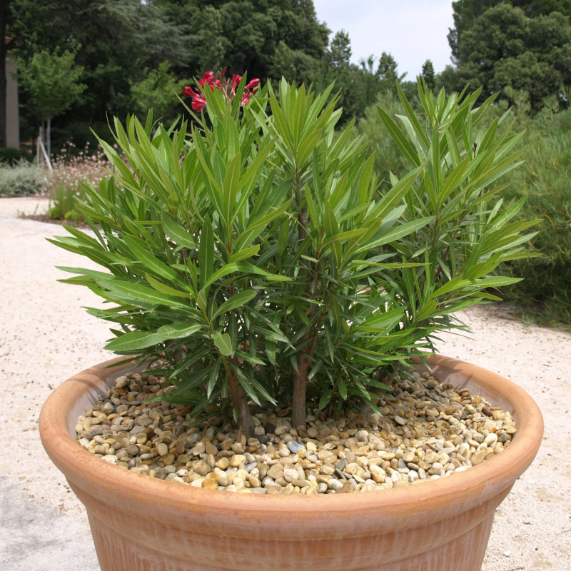 Gravillon Roulé Jaune 8/16 - Gravier Décoratif Doré Jardin | Livraison Rapide