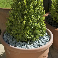 Galet Marbre Vert des Alpes 15/25 - Galet Décoratif Vert Jardin | Livraison Rapide