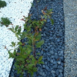 Galet Marbre Noir Ebano 15/25 - Galet Décoratif Noir Jardin | Livraison Rapide