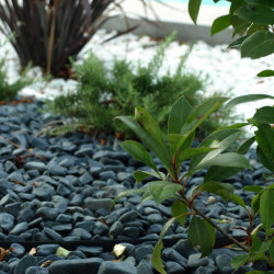 Galet Marbre Noir Ebano 25/40 - Galet Décoratif Noir Moyen Jardin | Livraison Rapide