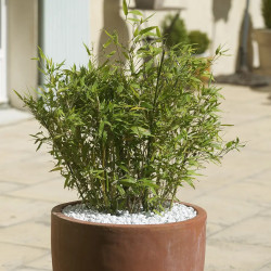 Galet Blanc Carrare 7/15 - Sac 10 kg ou 1 kg Marbre Pots Jardinières