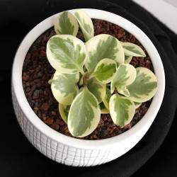 Pouzzolane 4/6 - Sac 5L pour Paillage Balcon et Jardinière