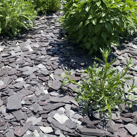 Ardoise Violette 30/60 - Paillage Ardoise Prune Jardin | Livraison Rapide