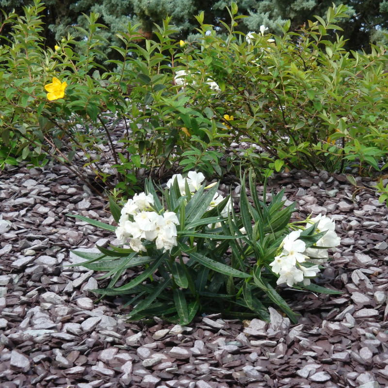 Ardoise Violette 30/60 - Paillage Ardoise Prune Jardin | Livraison Rapide
