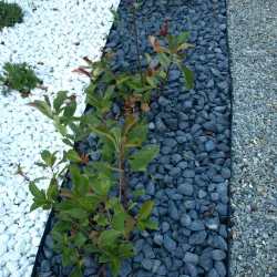 Lot Galet Roulé Noir Ebano 15/25 | 4 x 25 kg Déco Jardin Design