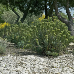 Balaste Blanc Calcaire 30/70 - Gravier Décoratif pour Jardin | Livraison Rapide