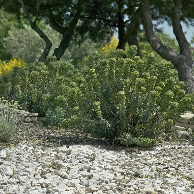 Balaste Blanc Calcaire 30/70 - Gravier Décoratif pour Jardin | Livraison Rapide