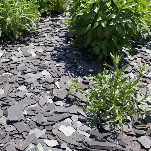 ardoises noire violette et verte comparées en paillage de pot