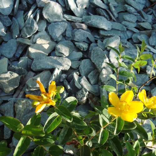 ardoise verte en paillage de pot de terrasse urbaine