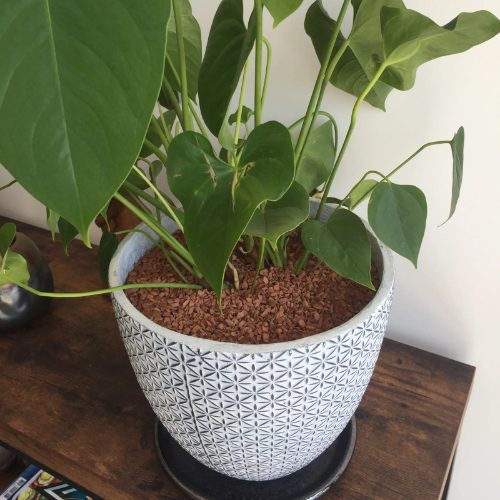 brique pilée fine en paillage de petit pot d’aromatiques