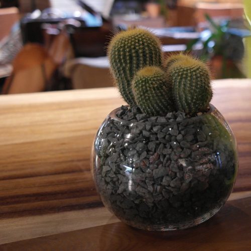gravier blanc et gravier noir autour de cactus en pot