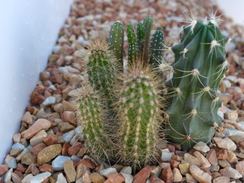 paillage ardoise noire protégeant les plantes en pot de balcon
