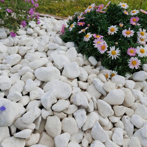 paillage minéral au pied d’un rosier en bac de terrasse