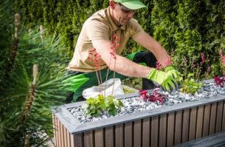 paillage minéral et paillage organique comparés en pot de balcon