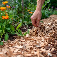 Plaquettes de bois